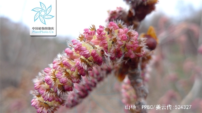  p>山杨(学名: i>populus davidiana  /i>dode