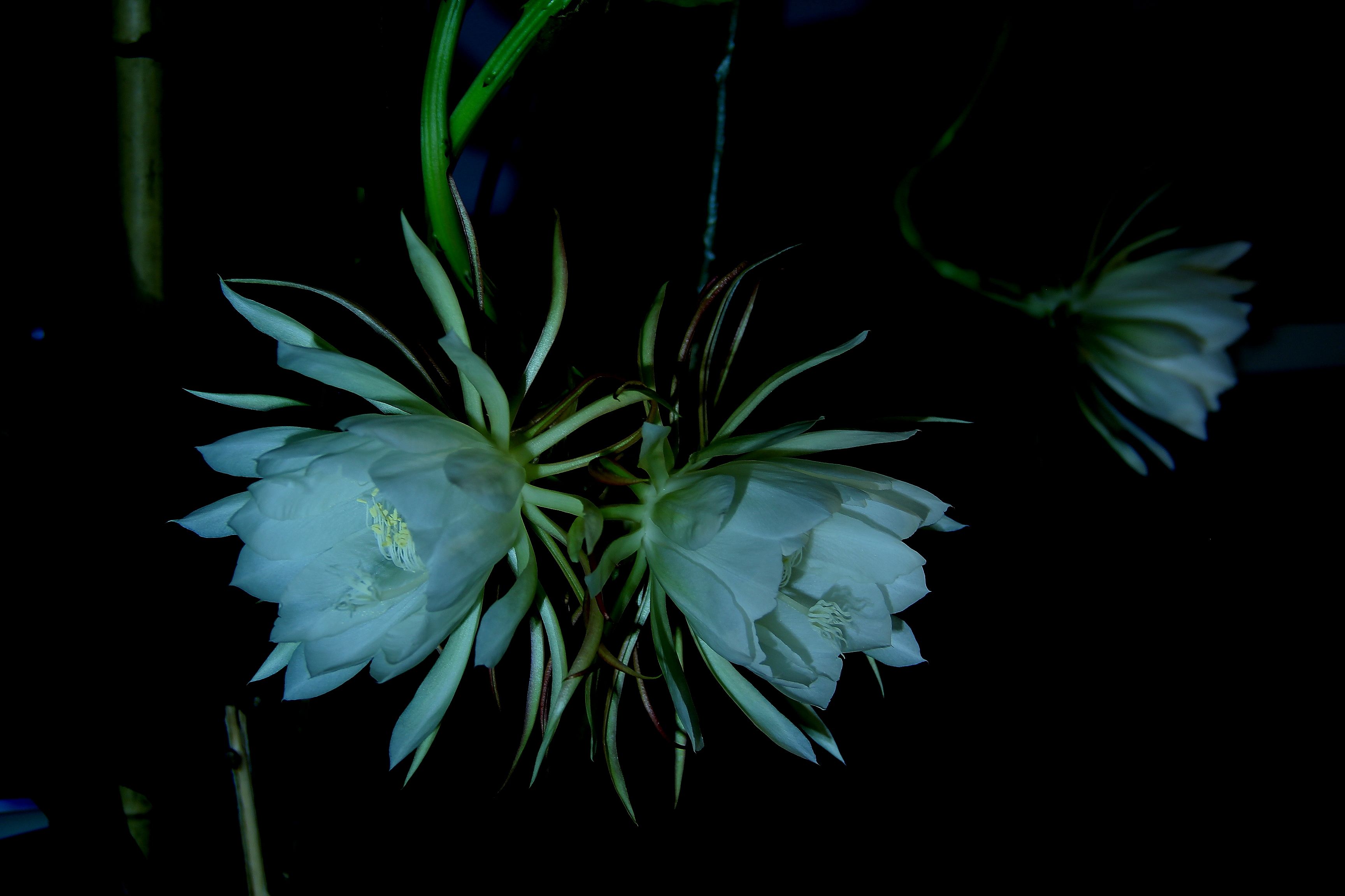  p>假昙花(学名: i> i>rhipsalidopsis /i>  i>gaertneri /i>   /i>