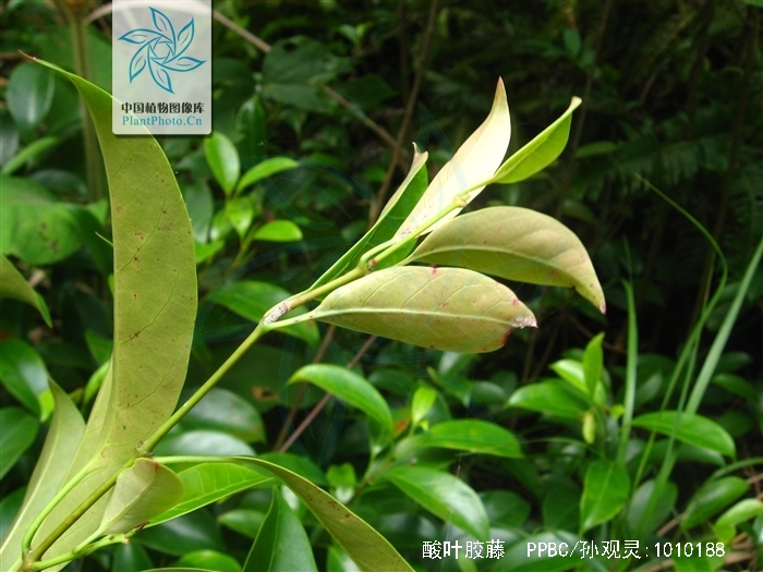  p>酸叶胶藤,别称:头林心(广西思乐);斑鸪藤,厚皮藤(广东海南);藤风