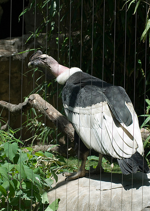  p>安第斯神鹫(学名: i>vultur gryphus /i>):又叫康多兀鹫,也有人叫