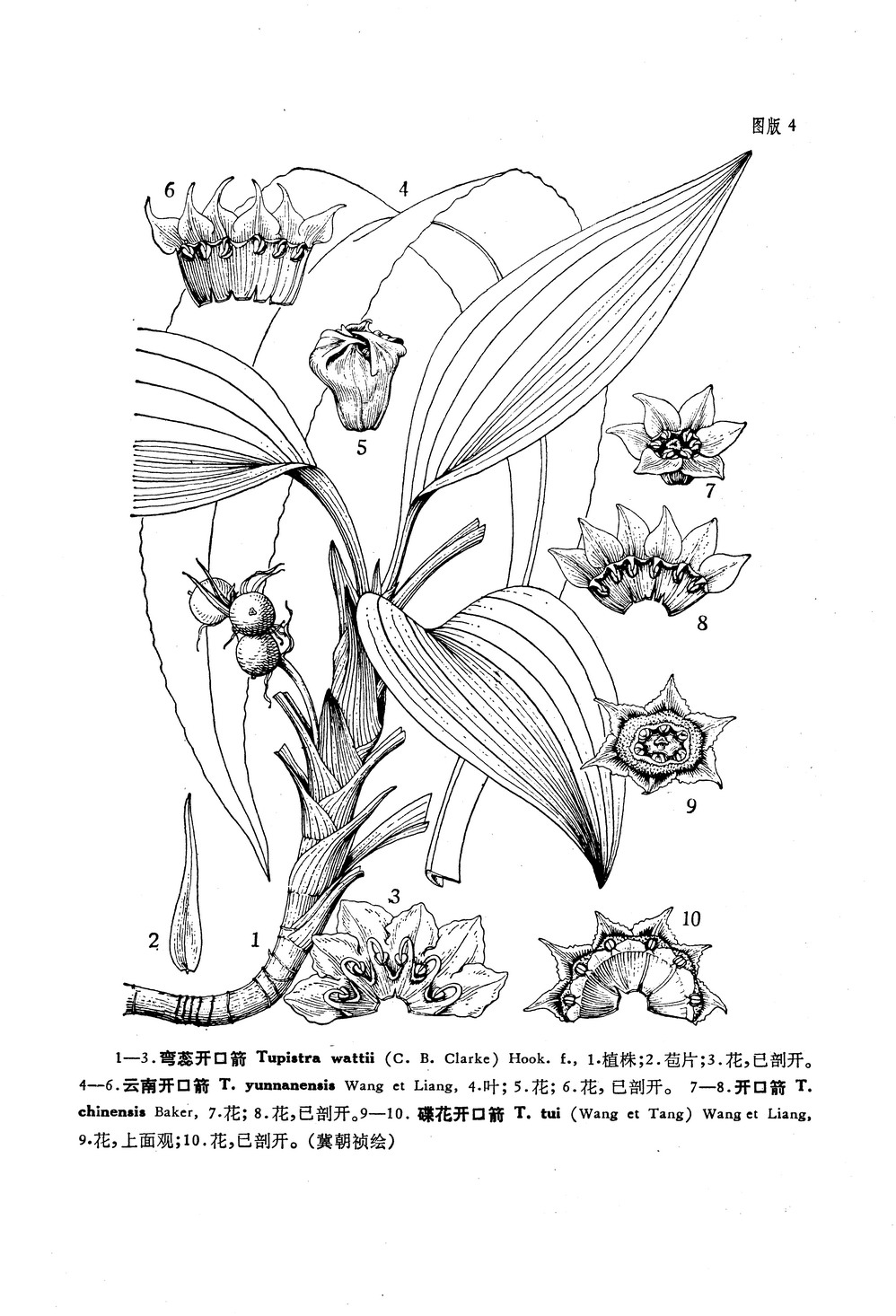  p>碟花开口箭,百合科,草本植物.分布于四川(西部和南部).