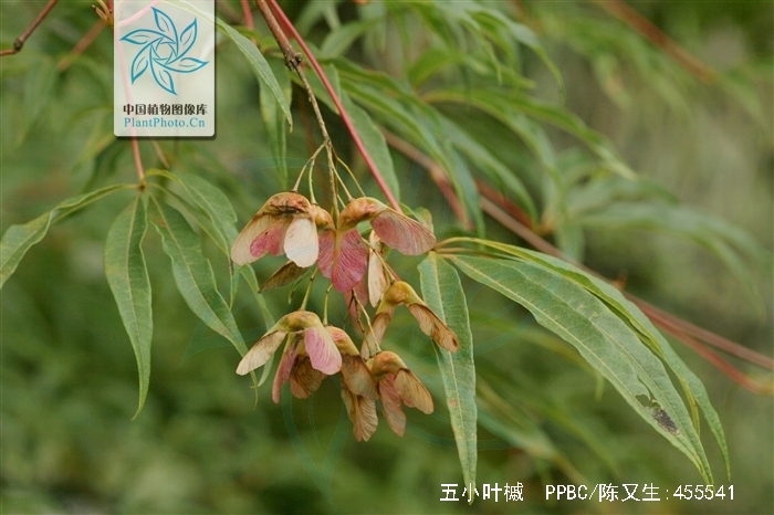 五小叶槭