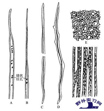  p> a href="#" data-lemmaid="2635170">机械组织 /a>(mechanical