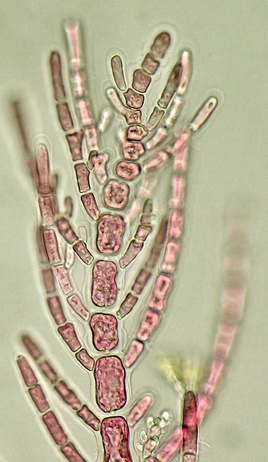  p>对丝藻的藻体纤细,丝状,丛生,由单列细胞组成,高0.5~1.