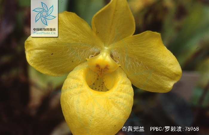 杏黄兜兰