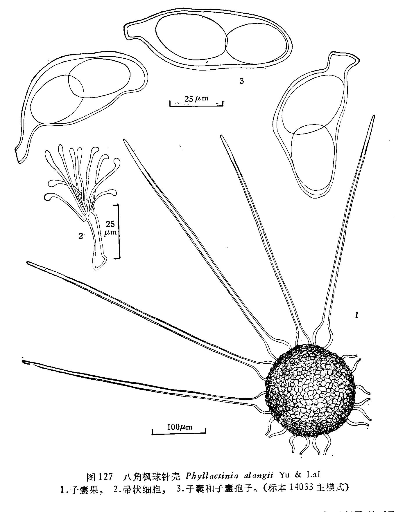 phyllactinia alangii