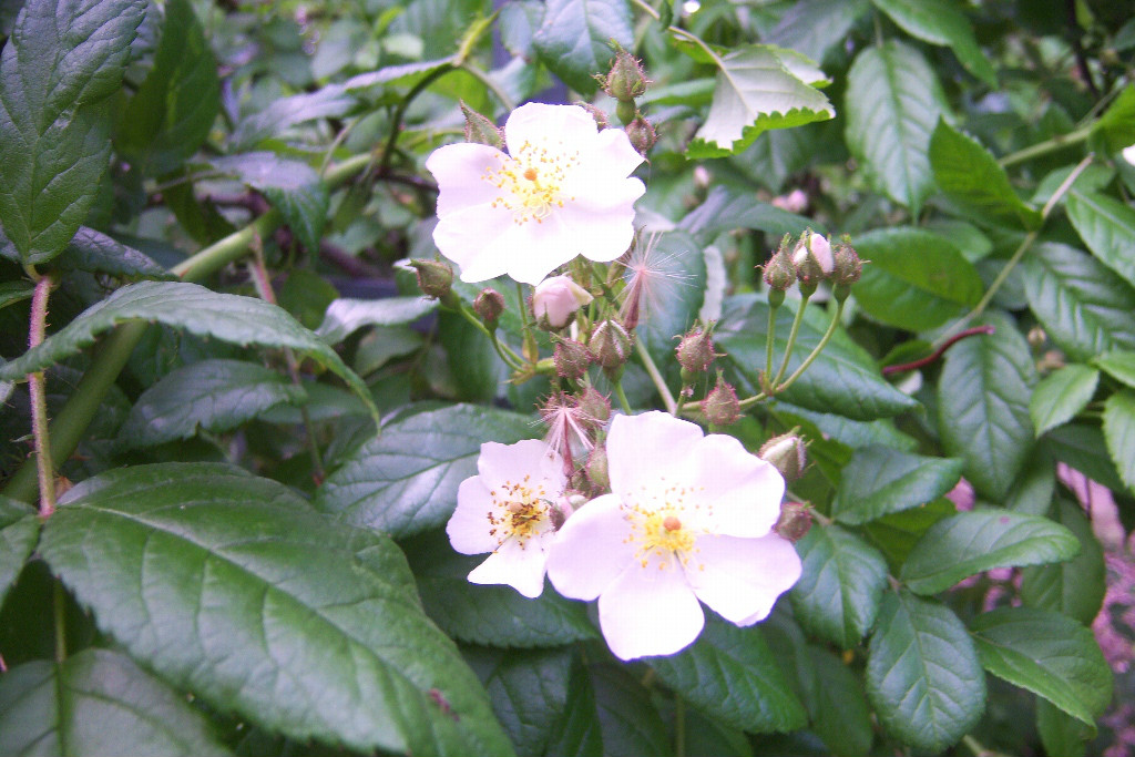  p>光叶蔷薇(学名: i>rosa wichurana /i>  crep.