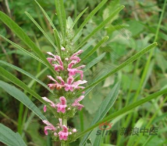  p>益母草,又名: a target="_blank" href="/item/蓷/6805439" data