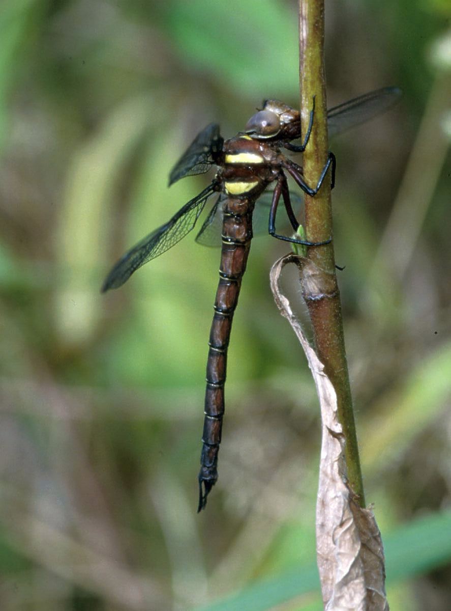  p>蜓科是 a href="#" data-lemmaid="1398619">蜻蜓目 /a>, a href="