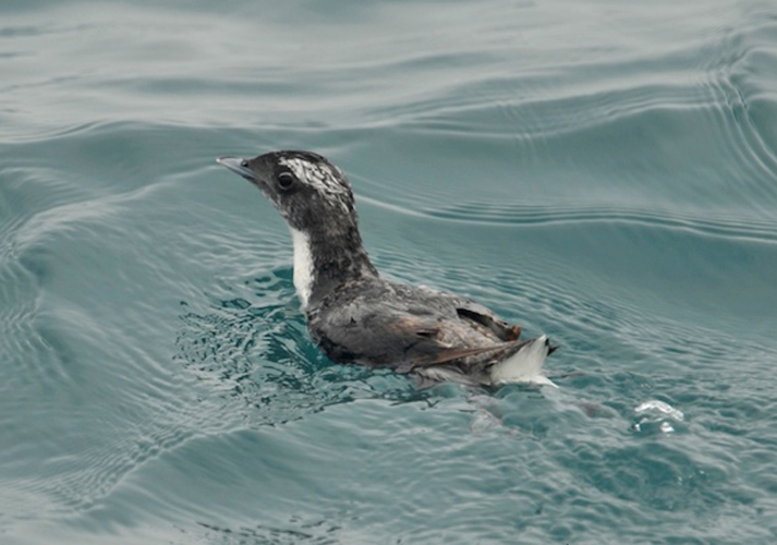  p>冠扁嘴海雀(学名: i>synthliboramphus wumizusume /i>):小型海鸟