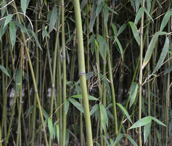  p>油苦竹(学名: i>pleioblastus oleosus /i> wen)是禾本科,大明竹属