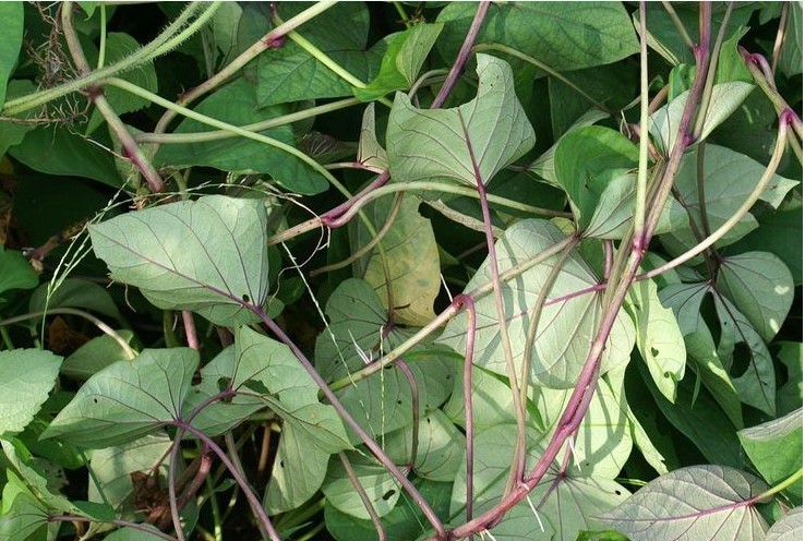  p>番薯藤,中药名.为旋花科植物番薯 i>ipomoea batatas /i> (l.)lam.