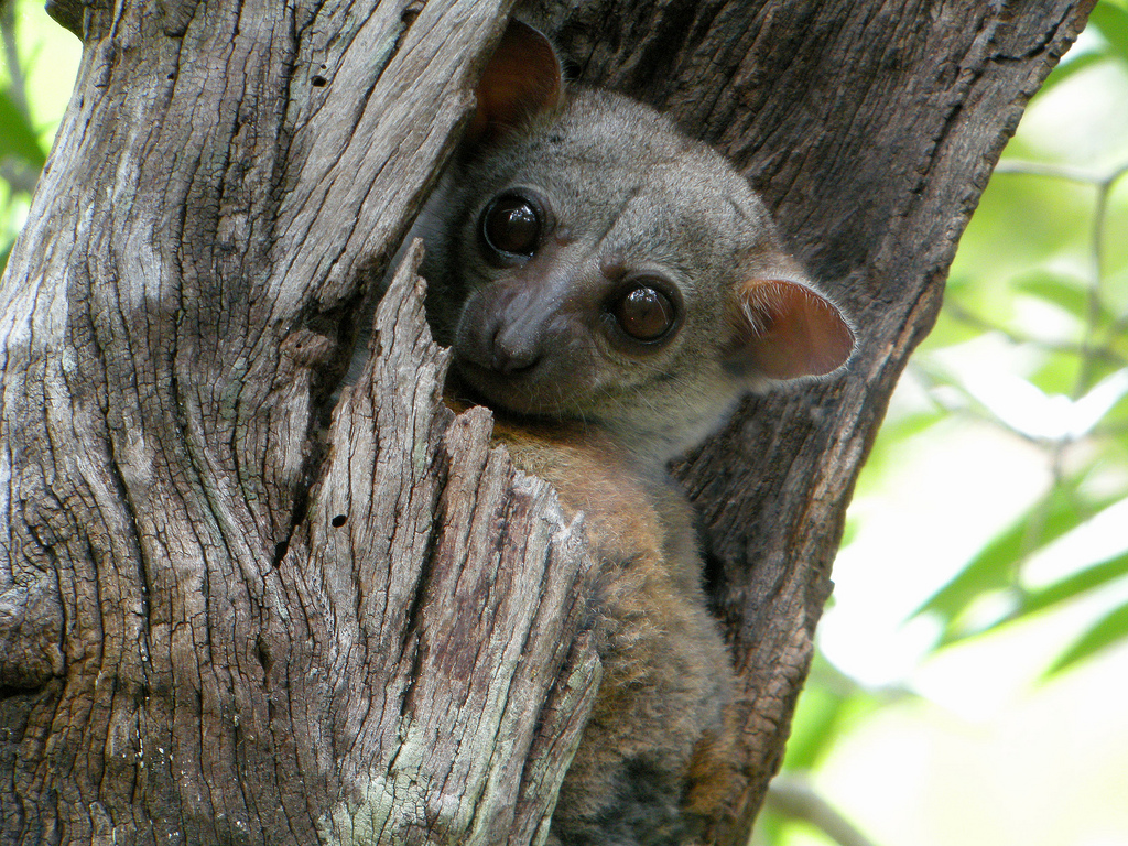  p>埃氏鼬狐猴是一种狐猴,属 a>灵长目 /a>, a href="#" data-lemmaid