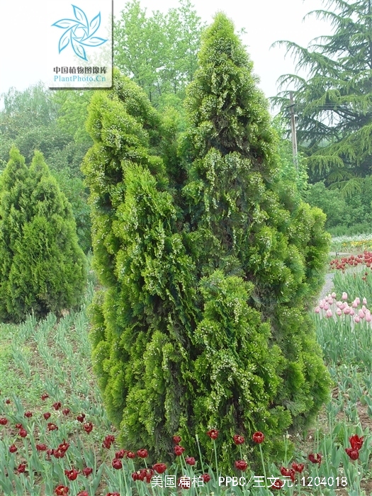  p>美国扁柏(学名: i>chamaecyparis lawsoniana /i> (a. murr.