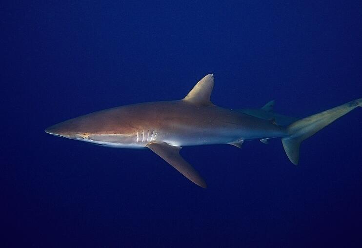镰形真鲨