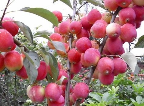 小果秀丽莓(变种)