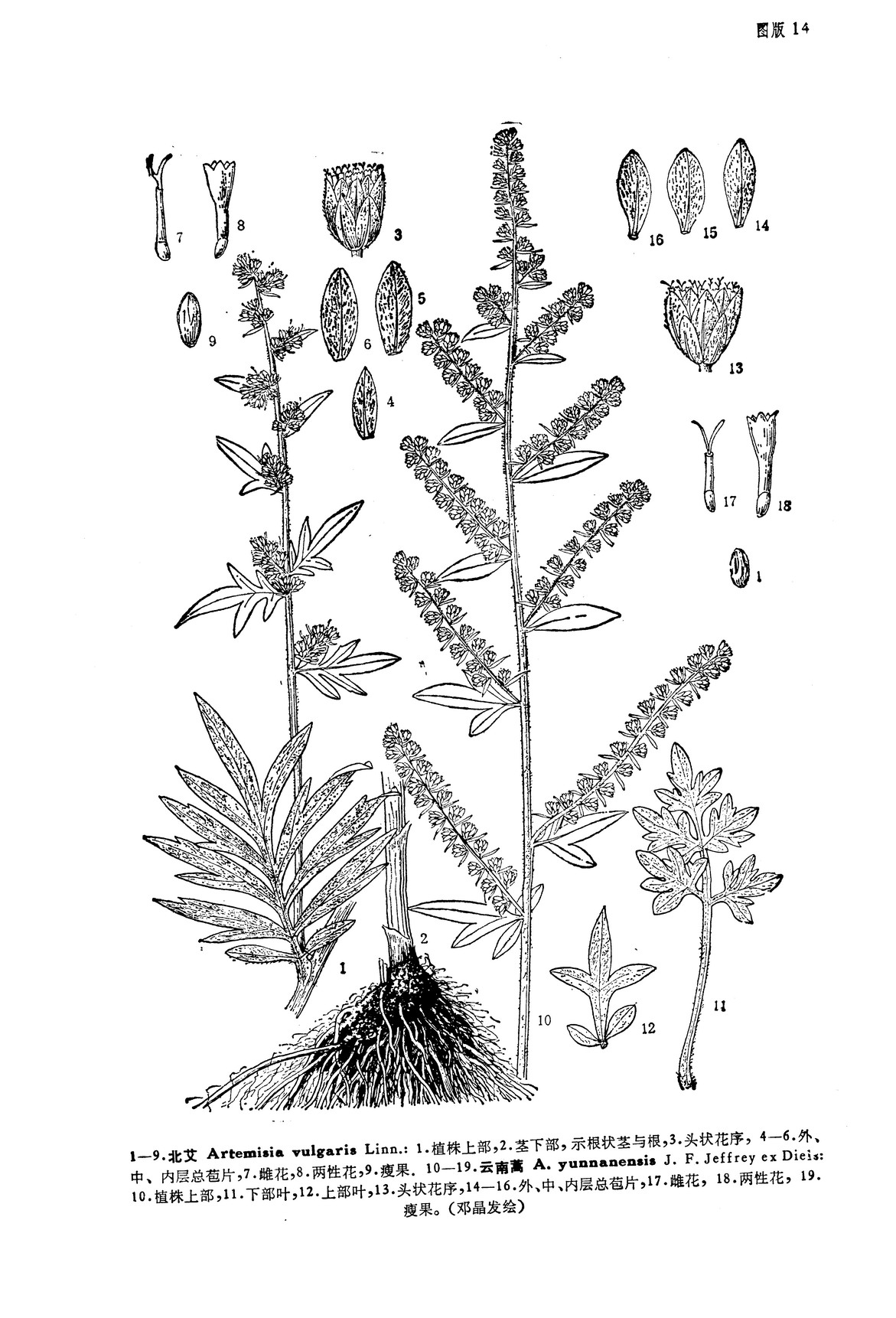 artemisia yunnanensis