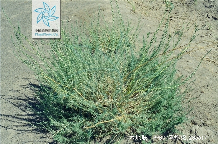  p>木地肤(学名: i>kochia prostrata /i> (l.) schrad.