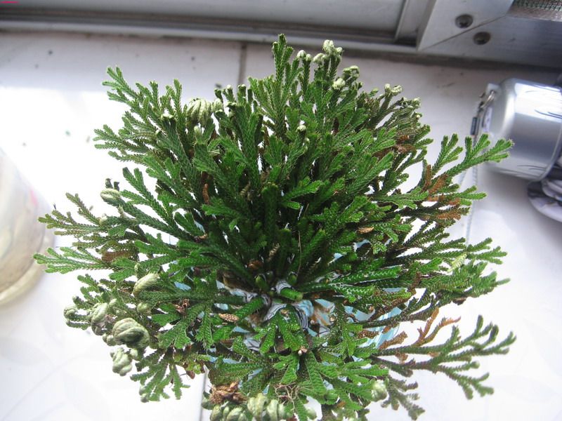 item/卷柏科/8628335" data-lemmaid="8628335">卷柏科 /a>植物卷柏s