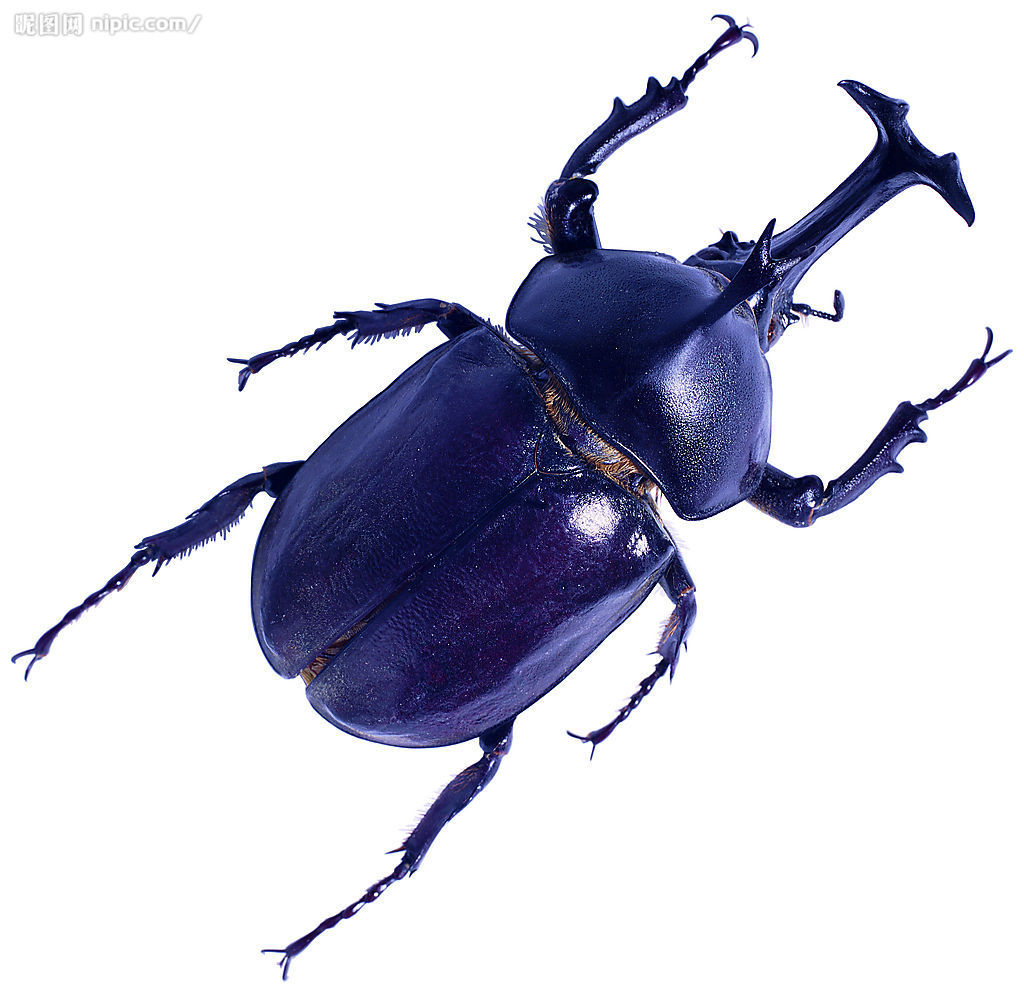 昆虫型甲壳怪兽