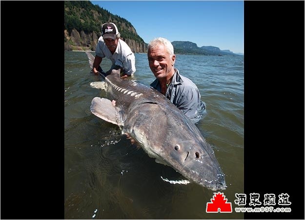  p>白鲟 i>(学名:psephurus gladius) /i>,体长为2～3米,体重200～300