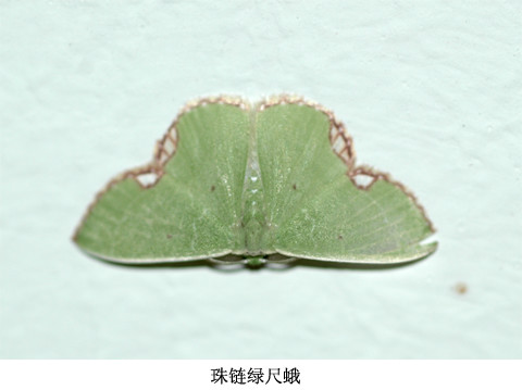 肾纹绿尺蛾