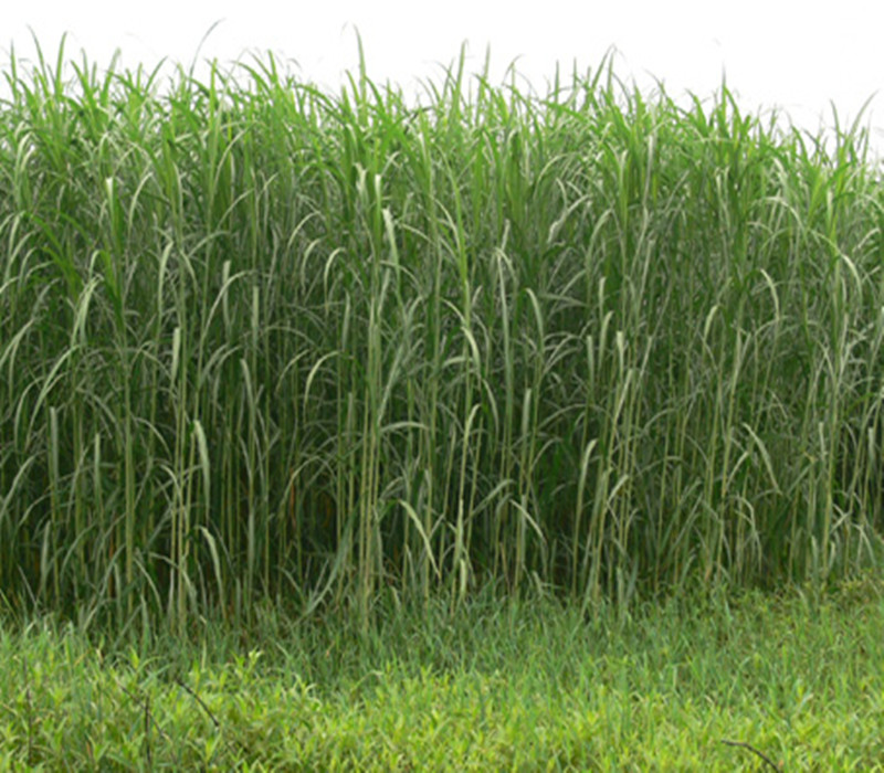  p>南荻(学名: i>triarrhena lutarioriparia  /i>l.