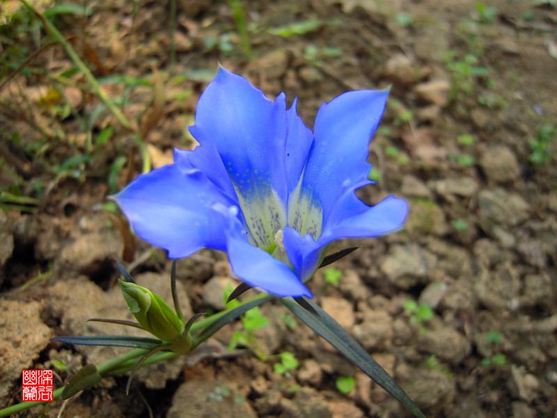  p>紫花龙胆(学名:gentiana syringea)是 a href="#">龙胆科 /a> a