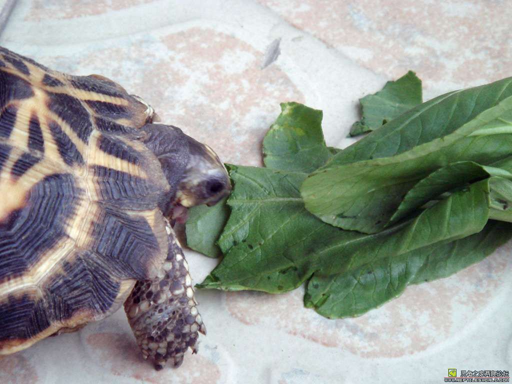  p>马达加斯加共和国(the republic of madagascar),简称马达加斯加.