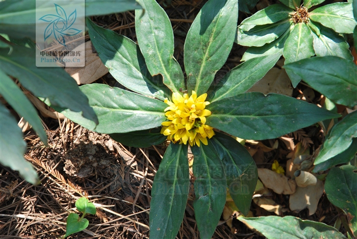  p> b>落地梅 /b>(学名: i>lysimachia paridiformis /i>)为 a target