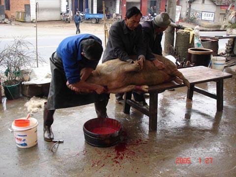 是指专门给乡亲们宰杀自己喂养的自用生猪的人. /p>