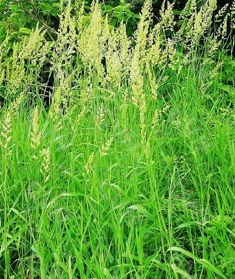  p data-id="tzbrewgwalgt">虉草( i>phalaris arundinacea /i> l.