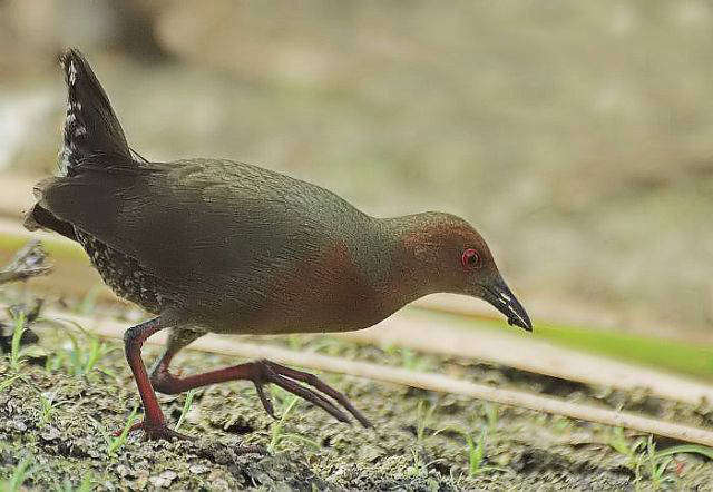 红胸田鸡指名亚种