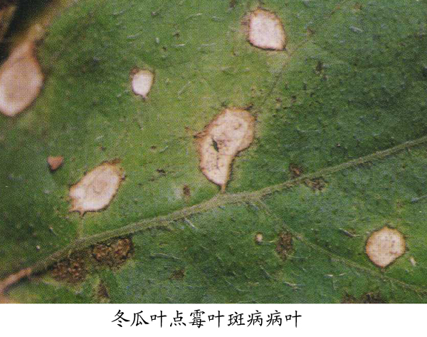 冬瓜,节瓜(叶点霉)叶斑病