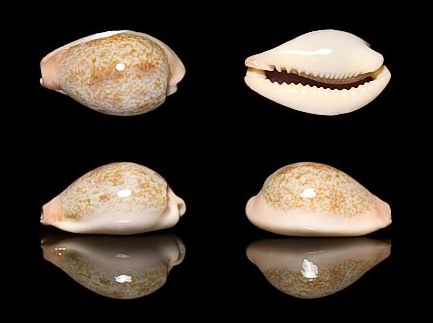 dorsal-blotched greenish cowry