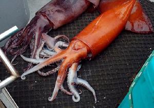  p>洪堡乌贼,又叫美洲大赤鱿,它们体重超过45千克,身长超过2米,头部有