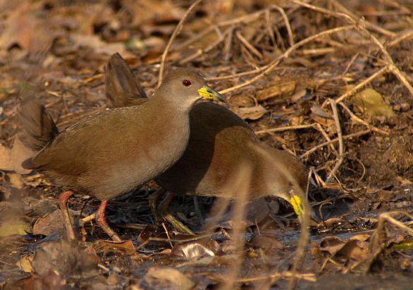 红脚苦恶鸟华南亚种