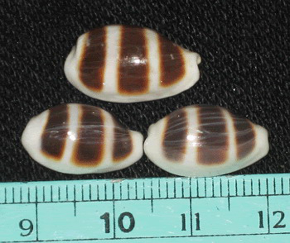  p>浮标宝螺(学名:cypraea asellus )是腹足钢宝螺科的 a href="#"