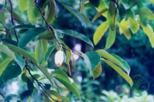  p>球花含笑,又名毛果含笑,是木兰科含笑属的一种常绿乔木,稀有种,是