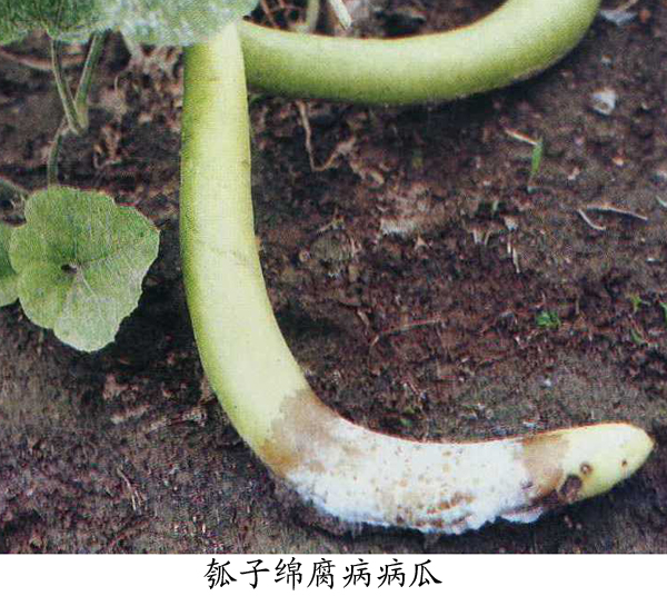 瓠子,葫芦绵腐病