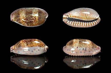  p>清齿宝螺(学名:cypraea caurica)是腹足钢宝螺科的 a href="#"