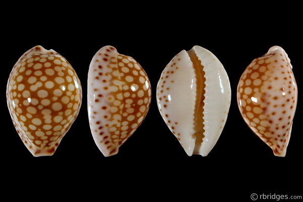  p>莫里西斯宝螺(学名:cribrarula esontropia es