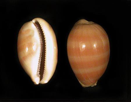 因为腹足类都有一个螺旋形贝壳包围着身体,所以也称单壳类,这是同蚌类