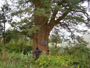 data-lemmaid="10665156">曲靖市 /a>会泽县城东南40km,是会泽县以