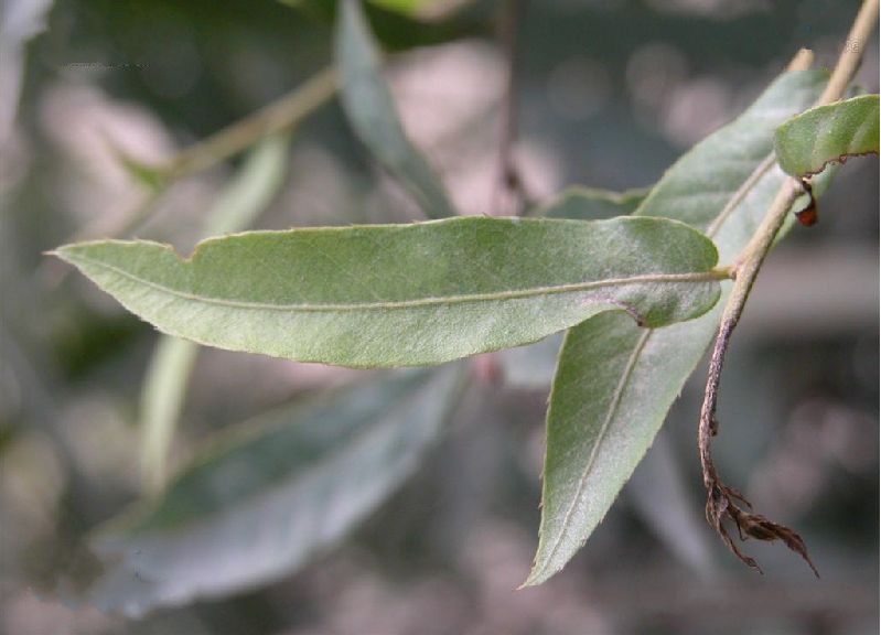  p>小叶栎(学名: i>quercus chenii /i> nakai)是壳斗科,栎属落叶 a