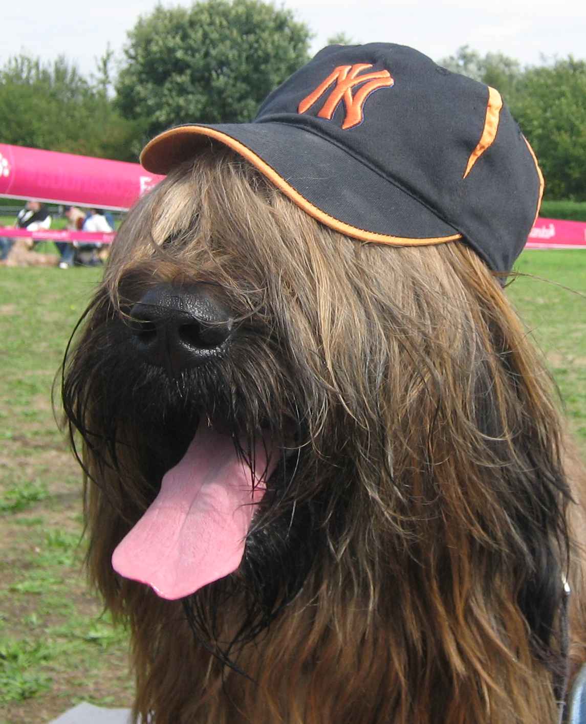 briard