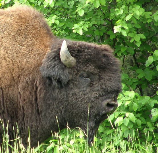 bison bison athabascae