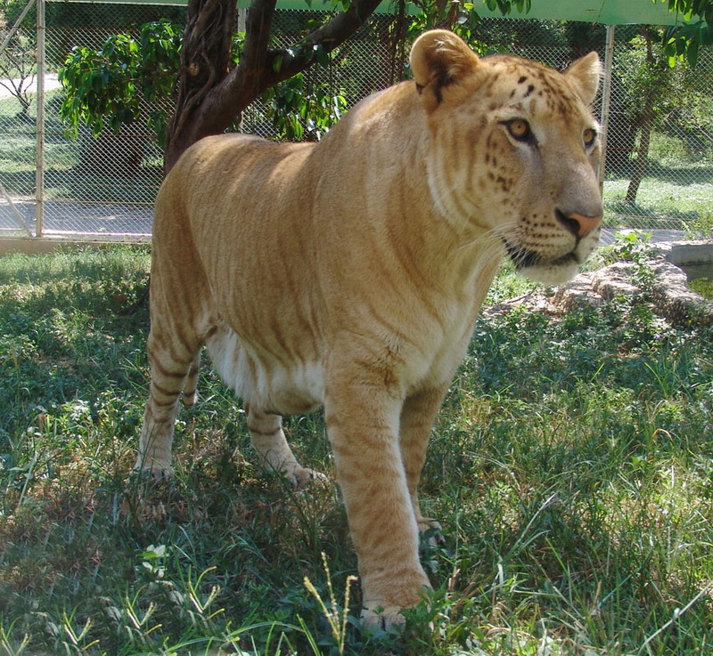 liger
