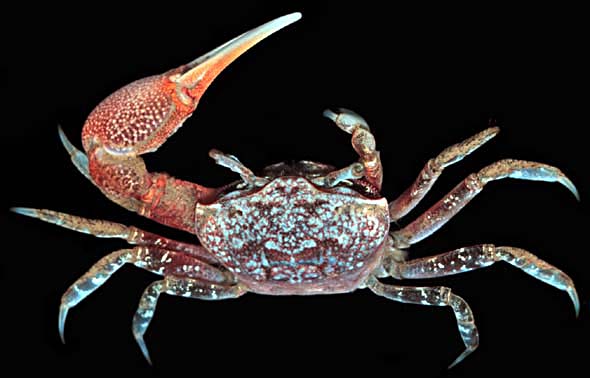  p>汉堡包招潮蟹(学名:uca burgersi)最大的特征是雄蟹具有一对大小