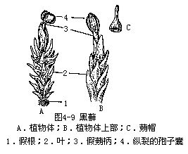  p> a target="_blank" href="/item/苔藓植物/722519" data-lemmaid=